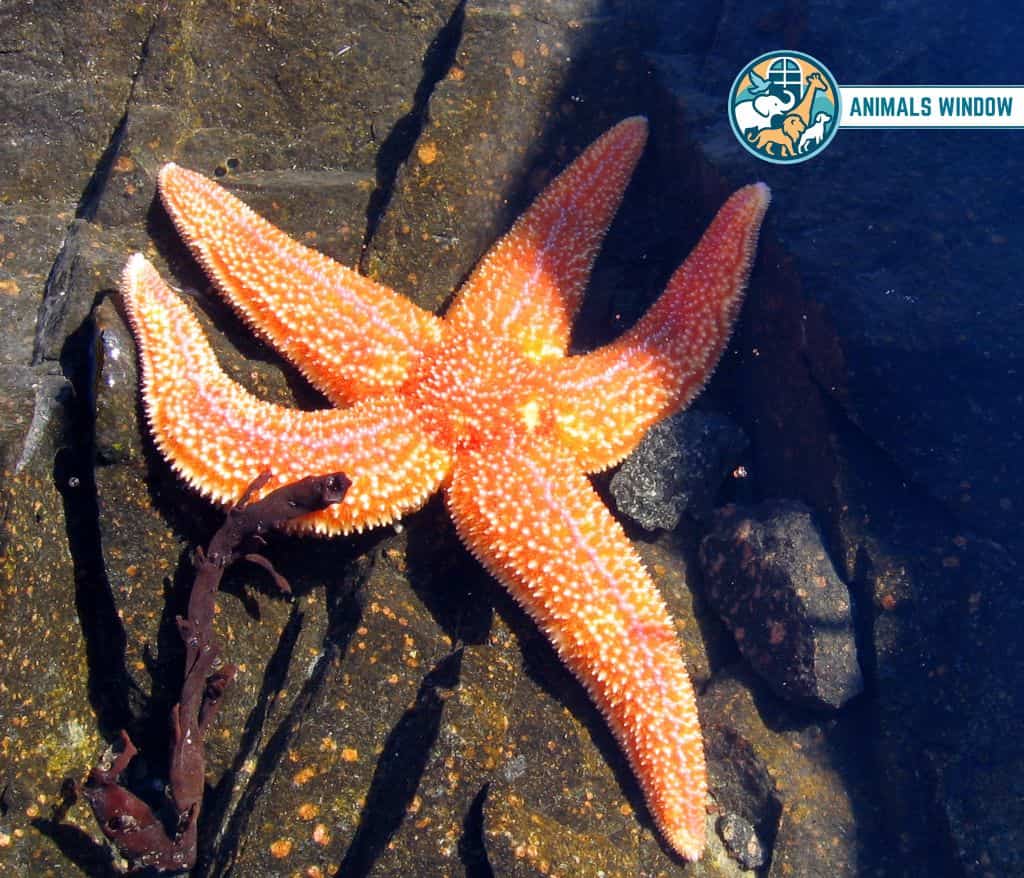 Starfish (Sea Star) Animal Without Tail