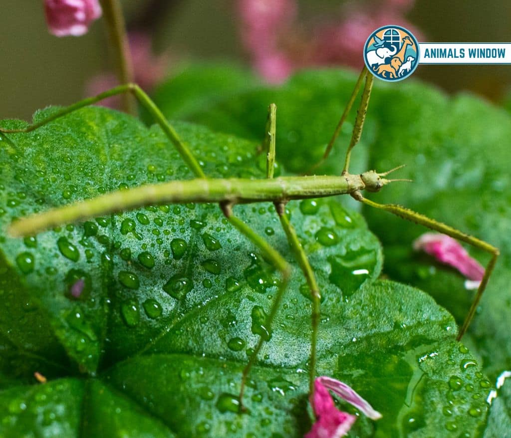 Stick Insect Quiet Animal