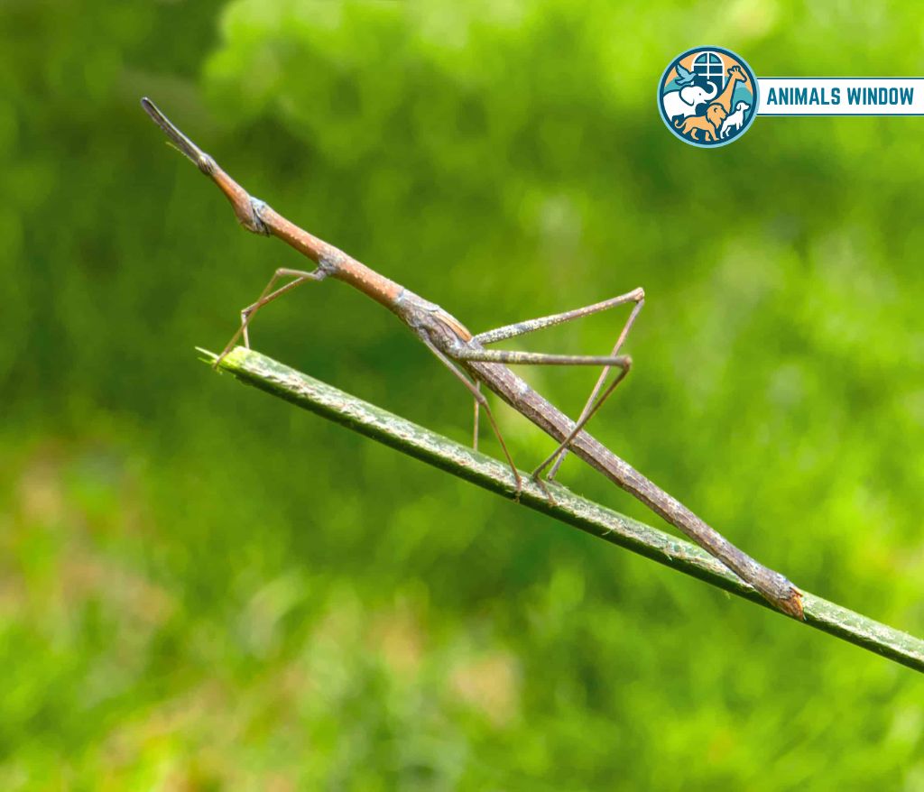 Stick Insect Skinny Animals