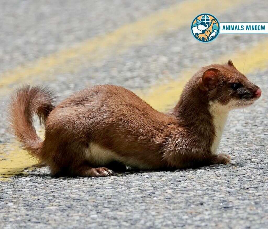 Stoat Skinny Animal