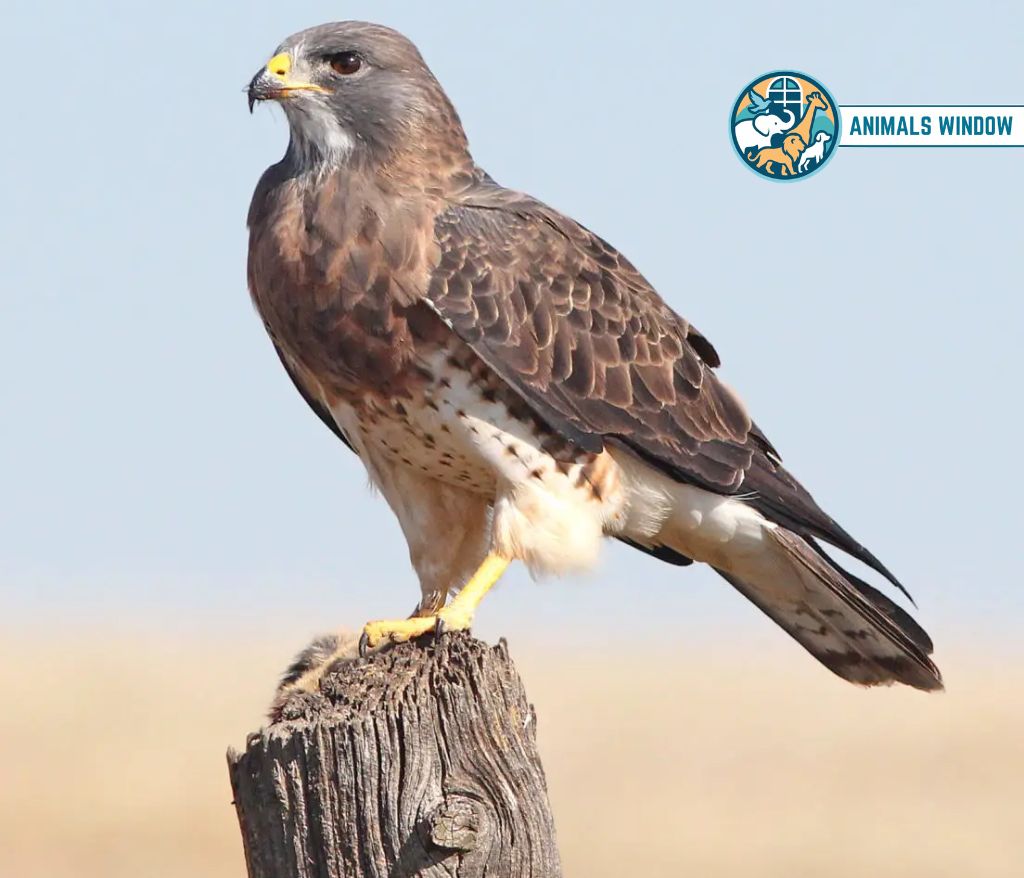 Swainson's Hawk Animal That Migrate