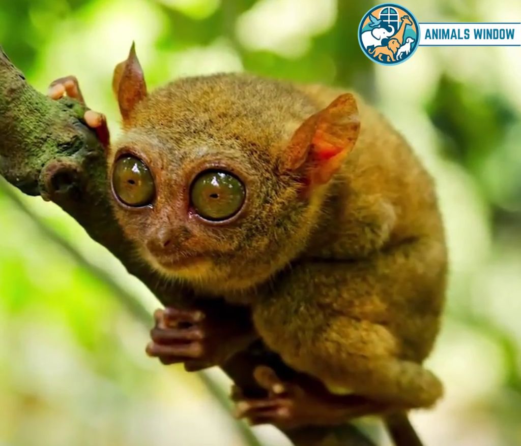 Tarsier with big eyes clinging to a branch - Small monkey breed.