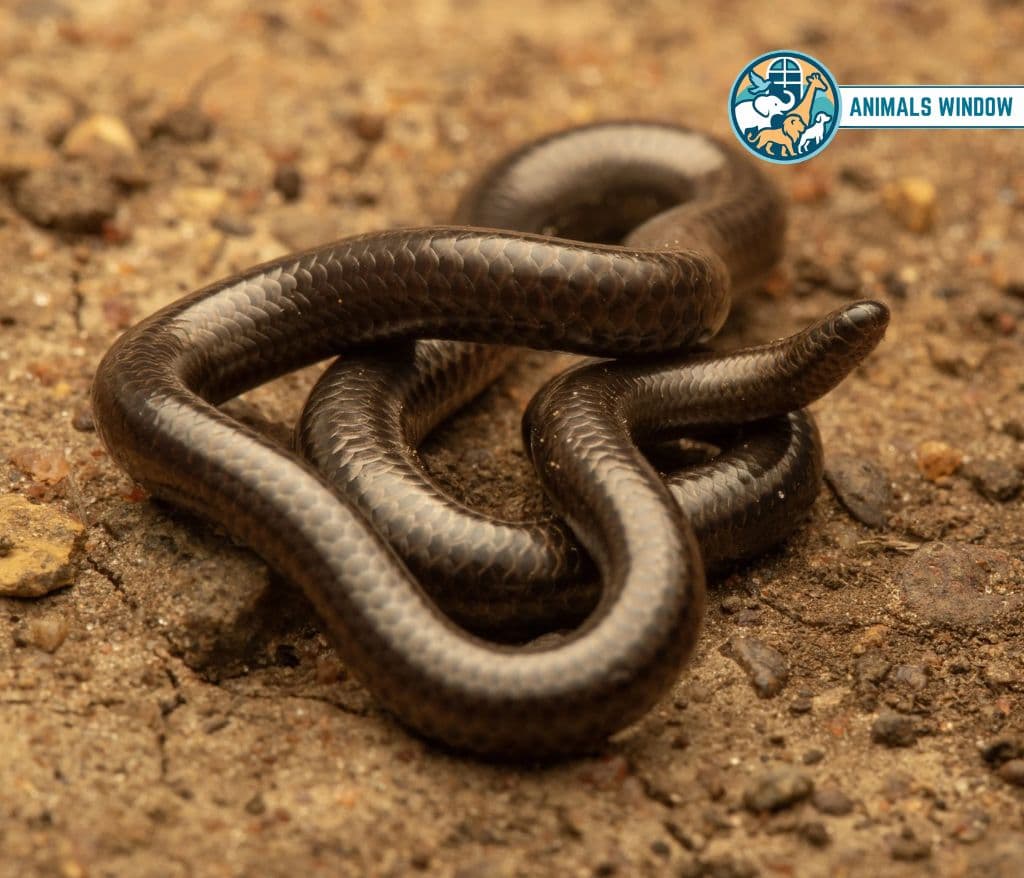 Threadsnake Skinny Animal