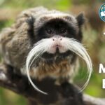 16 Small Monkey Breeds (With Pictures & Unique Facts)