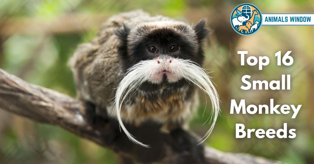 16 Small Monkey Breeds (With Pictures & Unique Facts)