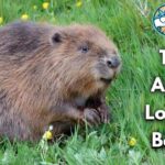 Top 10 Animals That Look Like Beavers (With Pictures & Unique Facts)