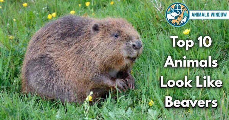 Top 10 Animals That Look Like Beavers (With Pictures & Unique Facts)