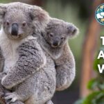Top 20 Animals Without Tails (With Pictures and Unique Facts)