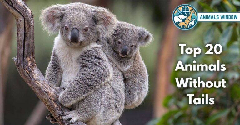 Top 20 Animals Without Tails (With Pictures and Unique Facts)