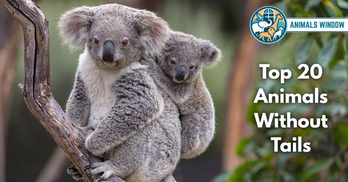 Top 20 Animals Without Tails (With Pictures and Unique Facts)