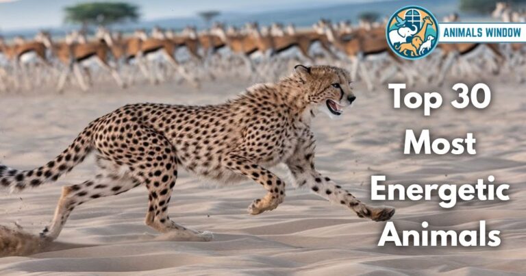30 Most Energetic Animals (Ranked by Speed & Stamina With Pictures)