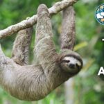 Top 32 Quiet Animals (With Pictures and Unique Facts)