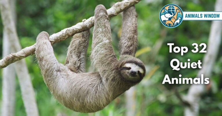 Top 32 Quiet Animals (With Pictures and Unique Facts)