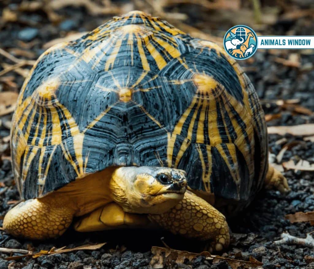 Tortoise Quiet Animal