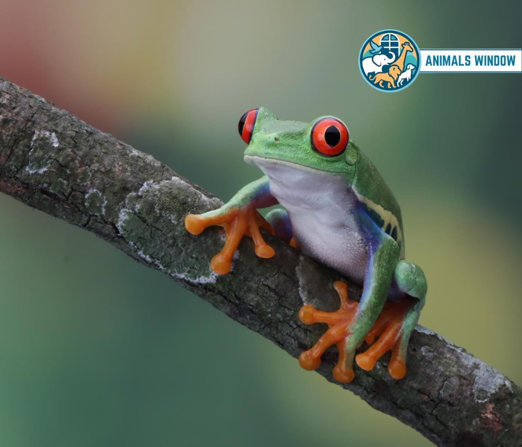 Tree Frog Energetic Animal in the world
