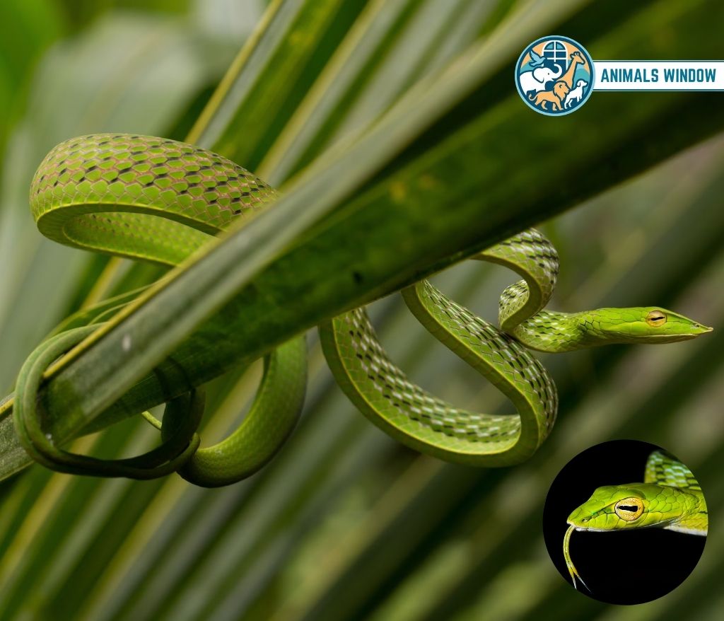 Vine Snake Skinny Animals