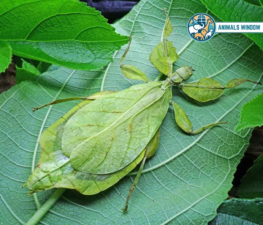 Walking Leaf Skinny Animal