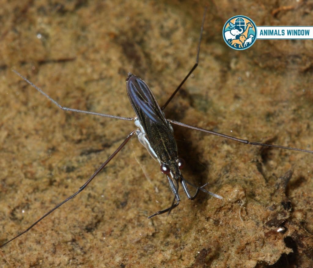 Water Strider Skinny Animal