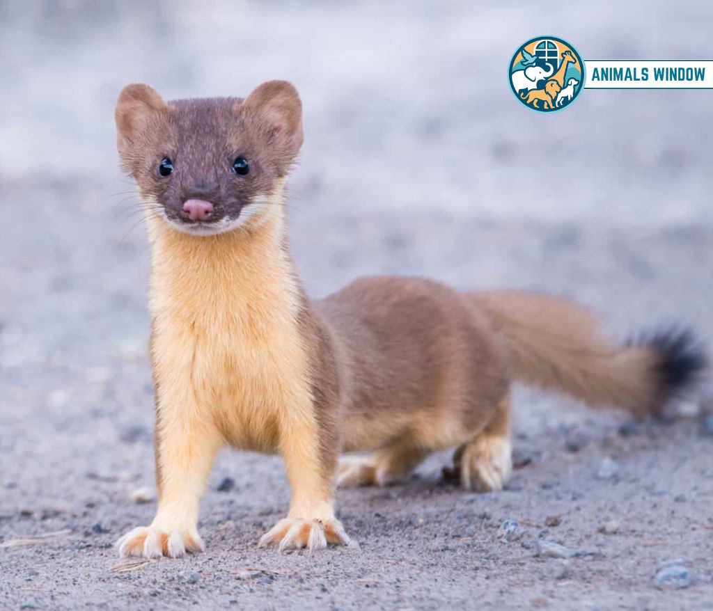 Weasel Skinny Animal
