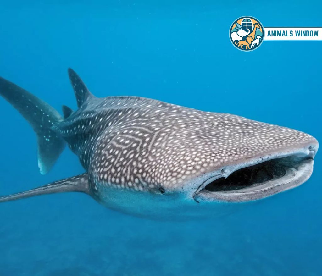 Whale Shark Heaviest Animal in the World