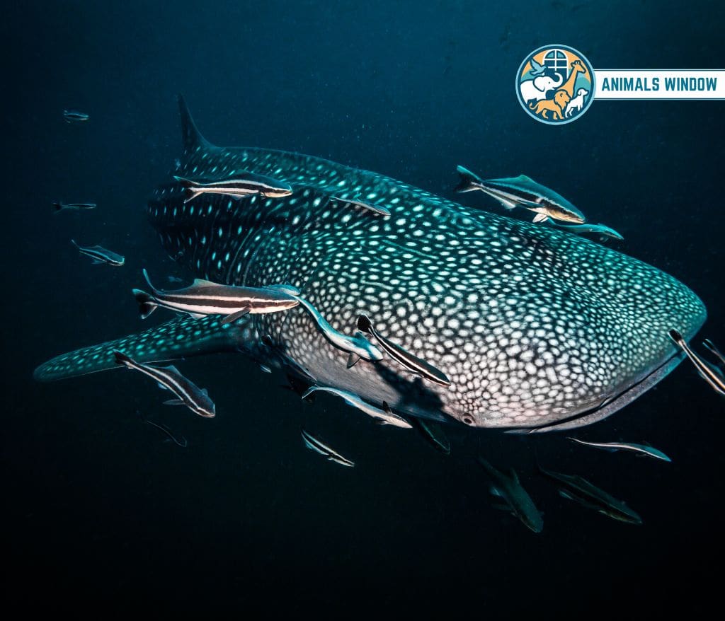 Whale Shark Migrating Animal in the World