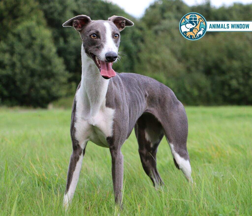 Whippet Skinny Animal
