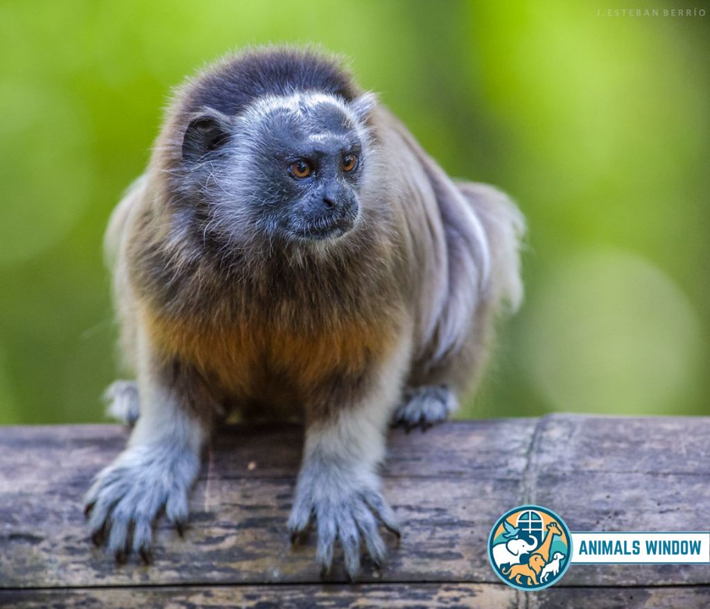 White-footed Tamarin with greyish fur sitting on a log - Small monkey breed
