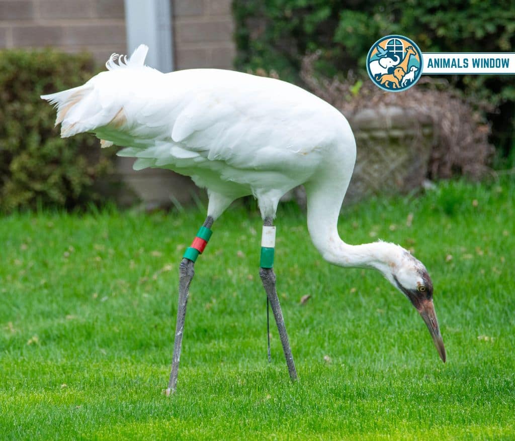 Whooping Crane Animal That Migrate