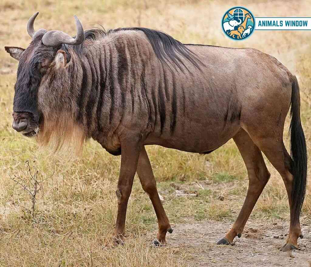 Wildebeest (Blue Wildebeest) Animal That Migrate