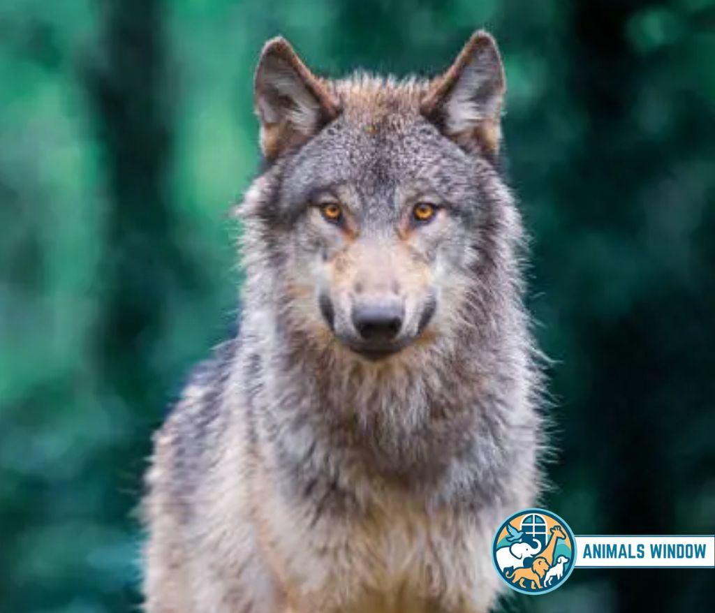 Wolf Energetic Animal in the world