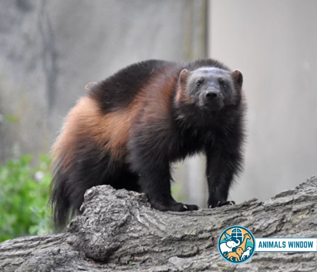 Wolverine Energetic Animal in the world