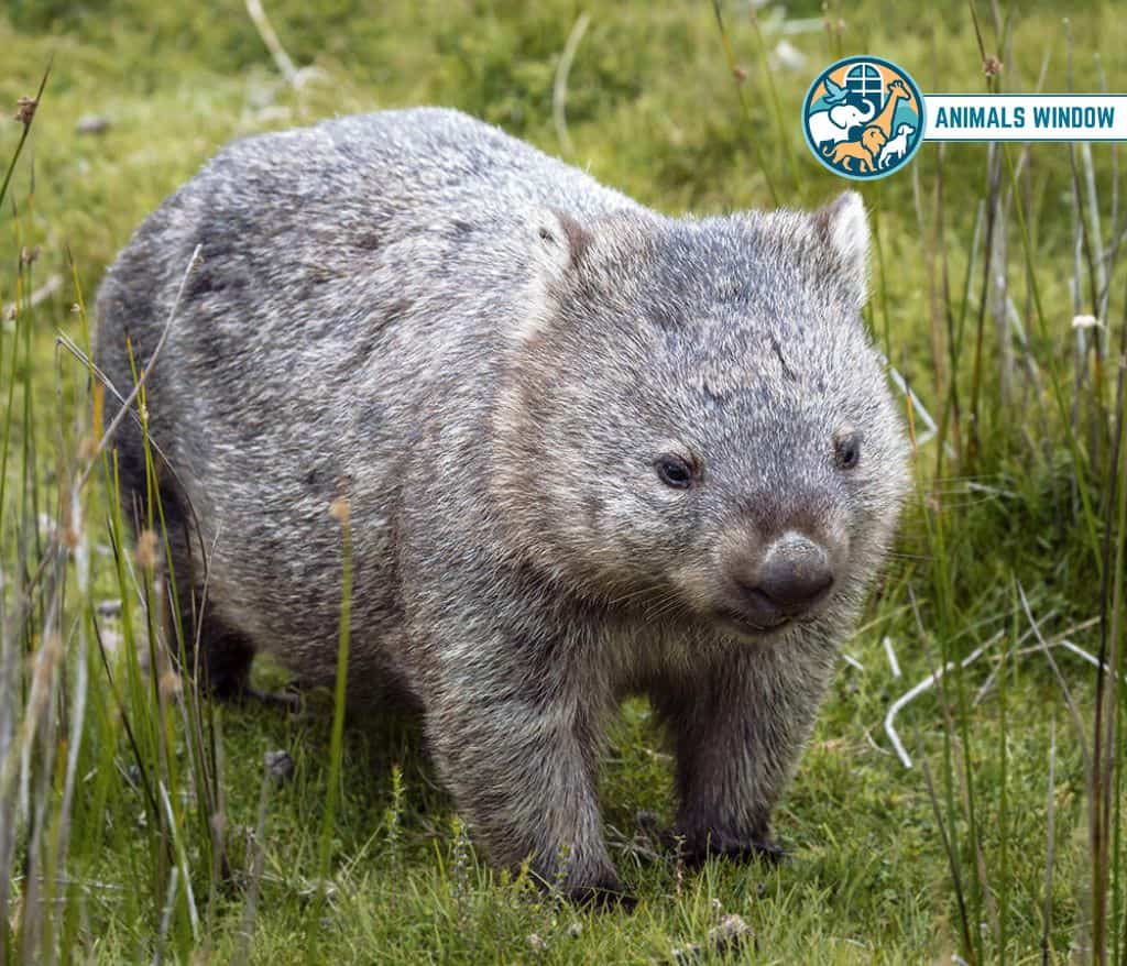 Wombat Animal Without Tail
