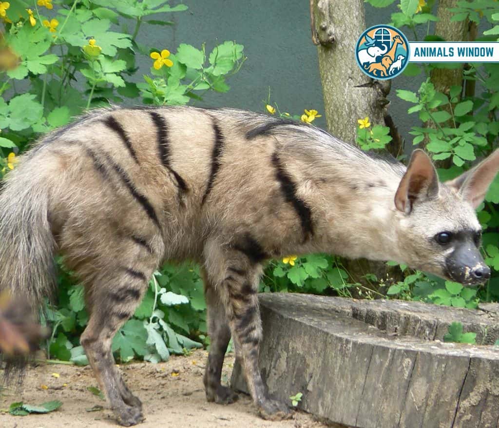 Aardwolf Shy Animal in the World