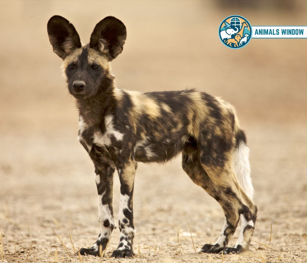 African Wild Dog Gallop Animal