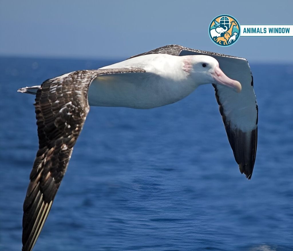 Albatross Clumsy Animal