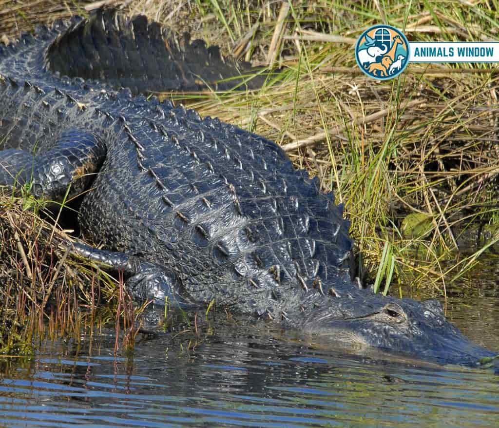 Alligator Animals That Growl on Earth