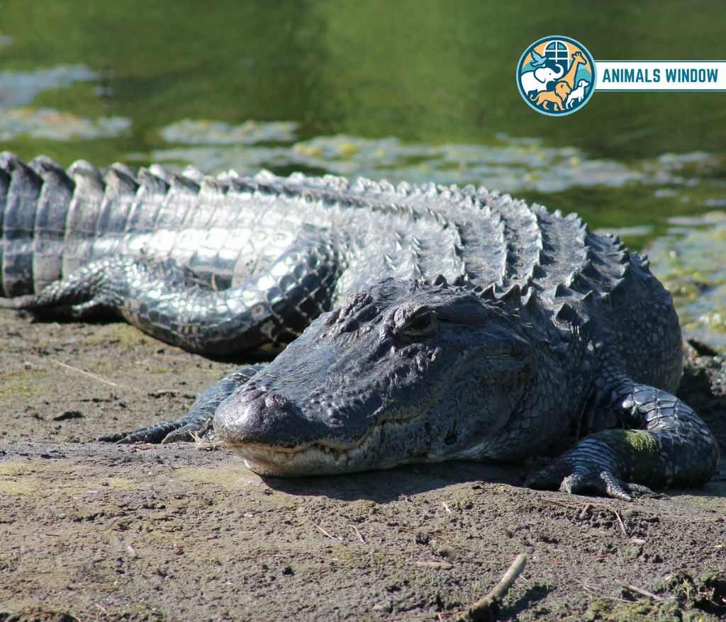 American Alligator Animal with Scales