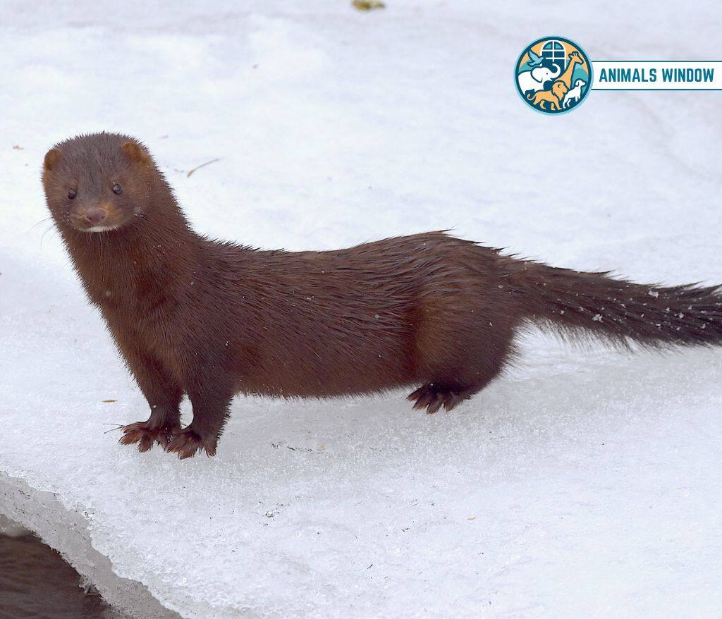 American Mink Animal Like Ferrets