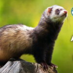 20 Animals Like Ferrets (With Pictures and Unique Facts)