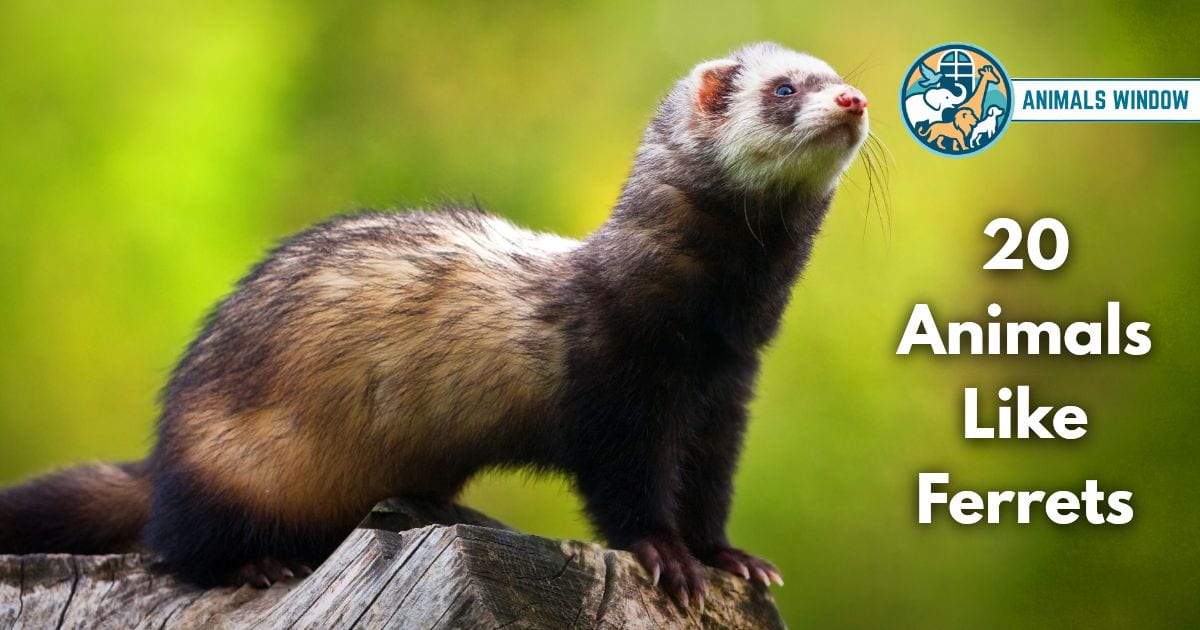 20 Animals Like Ferrets (With Pictures and Unique Facts)
