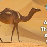 10 Animals That Drink A Lot of Water (With Pictures and Unique Facts)