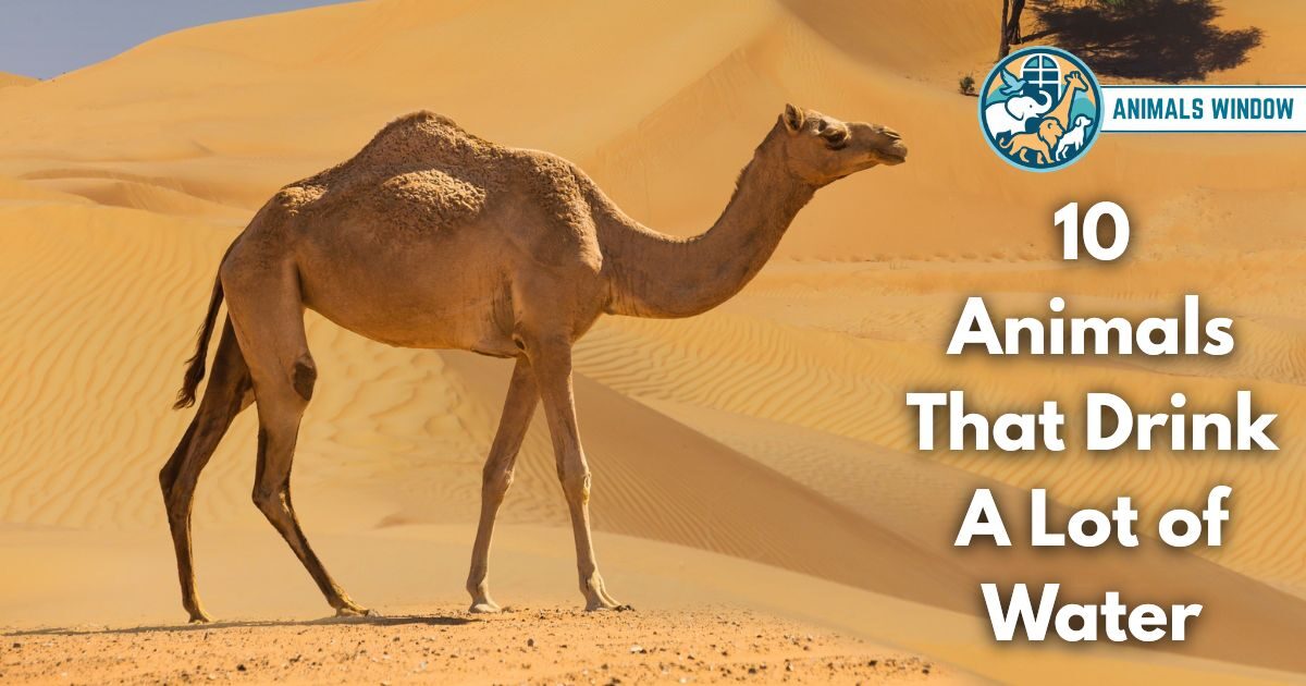 10 Animals That Drink A Lot of Water (With Pictures and Unique Facts)