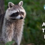 15 Animals That Eat Honey (With Pictures and Unique Facts)