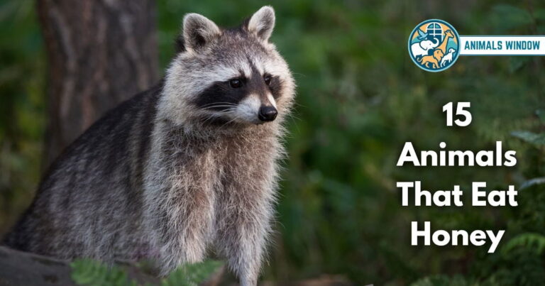 15 Animals That Eat Honey (With Pictures and Unique Facts)