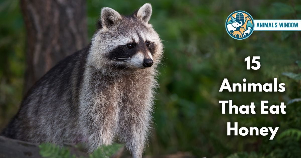 15 Animals That Eat Honey (With Pictures and Unique Facts)