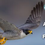 15 Animals with Feathers (With Pictures and Unique Facts)