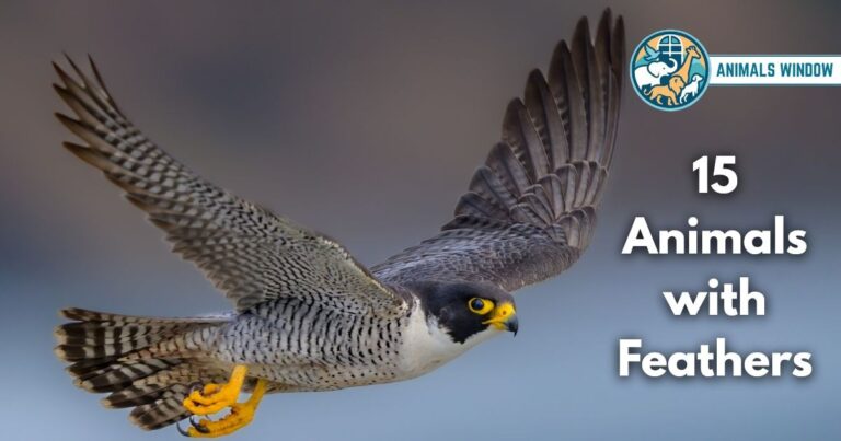 15 Animals with Feathers (With Pictures and Unique Facts)