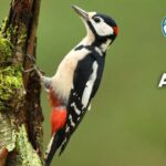 18 Animals That Eat Wood (With Pictures and Unique Facts)