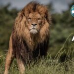25 Animals That Gallop (With Pictures and Unique Facts)