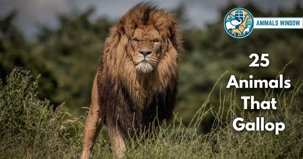 25 Animals That Gallop (With Pictures and Unique Facts)
